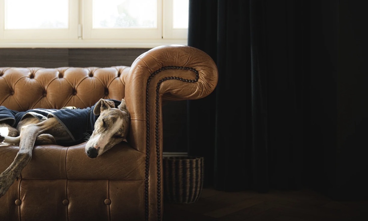Entspannter Hund auf dem Sofa zu Hause